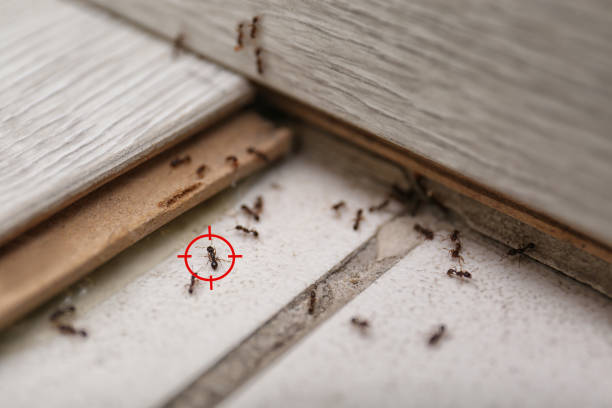 Best Pest Removal Services  in Rockland, ME
