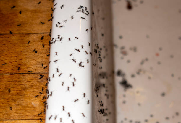 Best Spider Control Near Me  in Rockland, ME