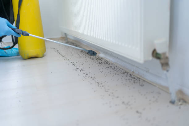 Best Pest Control Near Me  in Rockland, ME