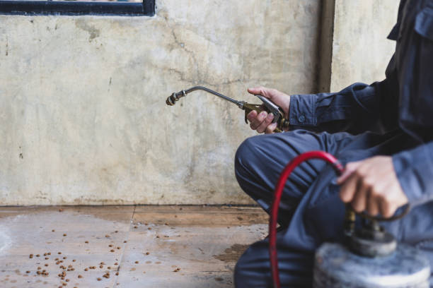 Best Wasp Removal Services  in Rockland, ME